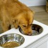Elevated Dog Bowls Large Dog Feeder Station with 2 Stainless Steel Bowls Storage Drawer Wood Stand White