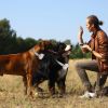 Electric Remote Training Collar IP67 Waterproof Rechargeable Dog Training System with Light Beep Vibration Shock