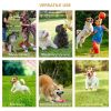 Dog Agility Equipment Set, Obstacle Course Exercise for Dog