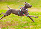 Dog chest sling Explosion-proof punch dog harness