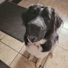 Pet Muzzle Mask Soft Mesh Muzzle Adjustable Dog Mouth Cover