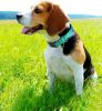 Reflective Dog Collar; Soft Neoprene Padded Breathable Nylon Adjustable