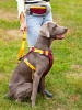 Dog chest sling Explosion-proof punch dog harness