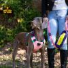 Dog chest sling Explosion-proof punch dog harness