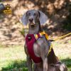 Dog chest sling Explosion-proof punch dog harness