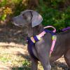 Dog chest sling Explosion-proof punch dog harness
