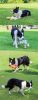 Dog toys plush sound toys