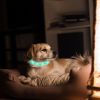 Rechargeable LED Dog Collar Multi-Color Lighting Dog Safety Collar Dog Night Walking