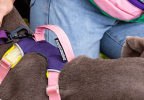 Dog chest sling Explosion-proof punch dog harness