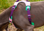 Dog chest sling Explosion-proof punch dog harness