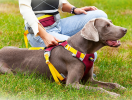 Dog chest sling Explosion-proof punch dog harness