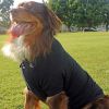 Polos Solid Shirt