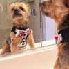 American River Harness Dog Tux with Bows