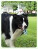 Pet Interactive Flywheel,Dog Toy,Fun interactions